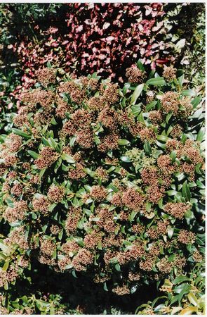 Skimmia japonica Rubella (Male)